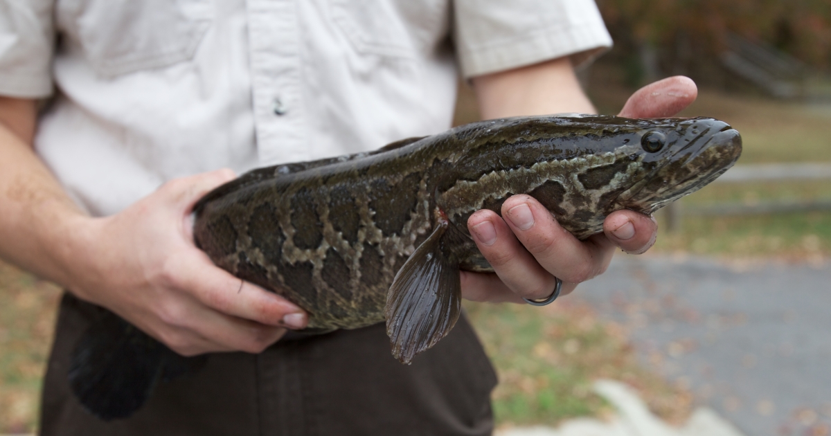 Northern Snakehead Control and Management U.S. Fish & Wildlife Service